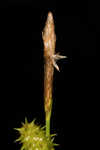 Sulphur sedge